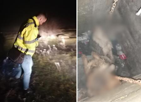 Doi săteni din Sânnicolau Român, reţinuţi de Poliţie în cazul câinilor găsiţi spânzuraţi într-un bazin abandonat