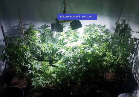 Percheziții la cultivatori de cannabis din Oradea: O armă, aproape 2 kilograme de droguri, materiale şi instrumente au fost confiscate (FOTO)
