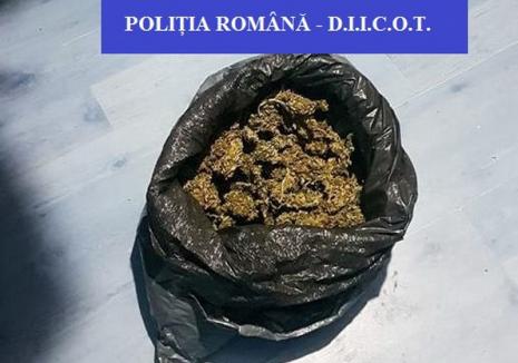 Percheziții la cultivatori de cannabis din Oradea: O armă, aproape 2 kilograme de droguri, materiale şi instrumente au fost confiscate (FOTO)