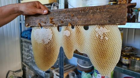 'Mama' albinuţelor: Una dintre puţinele femei apicultor din Bihor, Beatrice Tica produce anual sute de kilograme de miere naturală (FOTO)