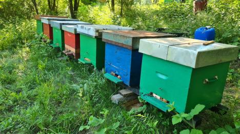 'Mama' albinuţelor: Una dintre puţinele femei apicultor din Bihor, Beatrice Tica produce anual sute de kilograme de miere naturală (FOTO)