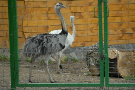 S-a decis: Grădina Zoologică se deschide pe 27 mai (FOTO)