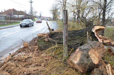 Furtuna a răsturnat trei copaci, dintre care unul pe o maşină (FOTO)