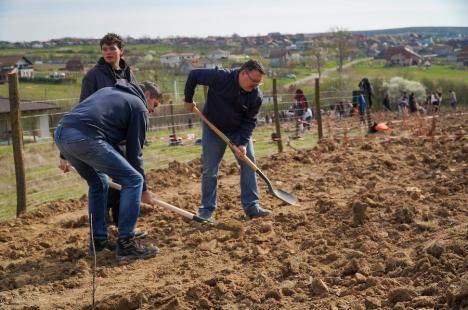 Bihorul plantează: Angajați din instituții publice și dintr-o multinațională au împădurit o fostă pășune de lângă Oradea (FOTO/VIDEO)