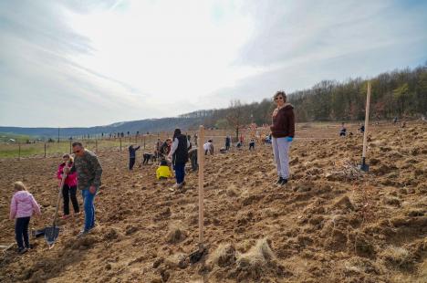 Bihorul plantează: Angajați din instituții publice și dintr-o multinațională au împădurit o fostă pășune de lângă Oradea (FOTO/VIDEO)