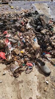 Gunoaie cu rebut: Deşi sunt destinate deşeurilor biodegradabile, pubelele maro din Oradea se umplu cu haine, plastic şi materiale de construcţii (FOTO)