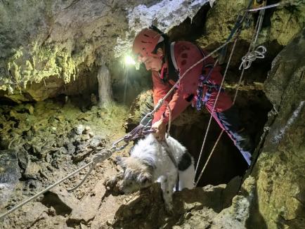 Ce-ai făcut, Bobiță? Un câine căzut într-o galerie din peștera Meziad, recuperat de speologii bihoreni (FOTO)