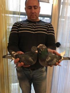 Campionatul porumbeilor voiajori: Samuel Bochiş, câştigătorul etapei de viteză de la Budapesta