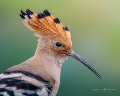 Fotograful păsărilor: Bogdan Popa este pasionat de imortalizarea păsărilor care zboară deasupra Oradiei (FOTO)