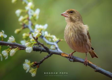 Fotograful păsărilor: Bogdan Popa este pasionat de imortalizarea păsărilor care zboară deasupra Oradiei (FOTO)