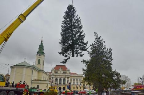 Brazi pentru Oradea: Centrul oraşului va găzdui doi brazi uriaşi, donaţi de orădeni (FOTO / VIDEO)