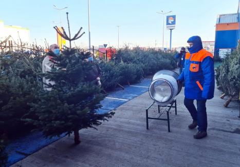 Au apărut brazii de Crăciun în Oradea. Vezi de unde pot fi cumpăraţi şi la ce preţ! (FOTO)