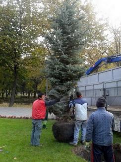 Are şase metri! Bradul de Crăciun a fost plantat în Parcul 1 Decembrie (FOTO)