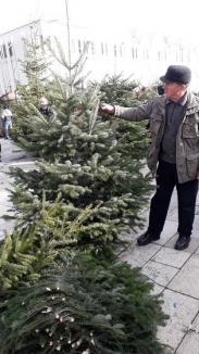 Au apărut brazii de Crăciun în pieţele din Oradea (FOTO)