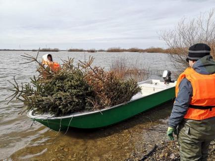 Inedit: Brazi 'plantaţi' pe fundul lacului de la Tileagd, ca să aibă peştii adăpost pentru icre (FOTO / VIDEO)
