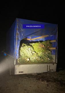 Acțiune amplă în Bihor: Peste 100 de pomi de Crăciun și 15 metri cubi de lemne au fost confiscați (FOTO)