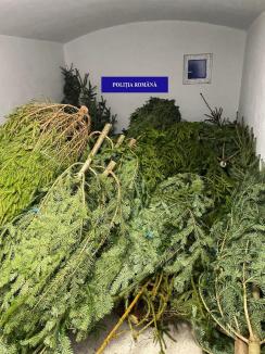 Acțiune amplă în Bihor: Peste 100 de pomi de Crăciun și 15 metri cubi de lemne au fost confiscați (FOTO)