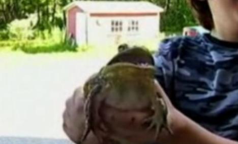 Ţinută captivă, o broască "plânge" ca un bebeluş (VIDEO)