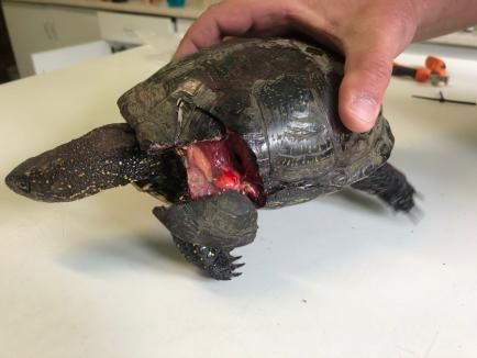 Călcată de o mașină în Oradea, o broască țestoasă a fost salvată la Târgu Mureș