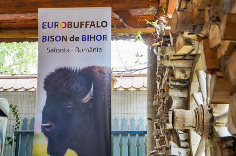 Buffalo Day în... Bihor: Festin cu specialități din carne de bizon oferit de Distri Fresh International sub brandul Cominca, de la steak și burger la gulaș și... mititei (FOTO/VIDEO)