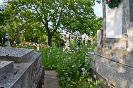 Ne enervează: Înainte cu câteva zile de Paștele Morților, buruienile din Cimitirul Municipal sunt mai mari decât mormintele (FOTO)