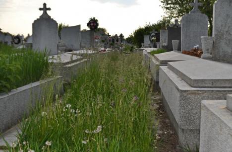Ne enervează: Înainte cu câteva zile de Paștele Morților, buruienile din Cimitirul Municipal sunt mai mari decât mormintele (FOTO)