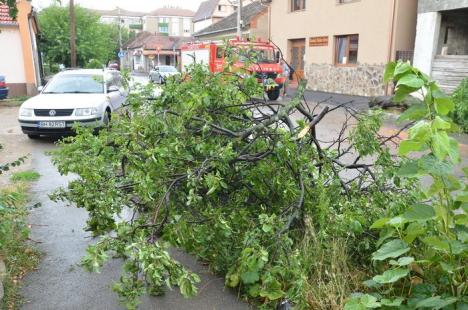 Furtuna în Oradea: Golf avariat, după ce un copac s-a prăbuşit peste el (FOTO)