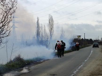 Oradea, curăţată de gângănii şi rozătoare cu tehnici noi (FOTO)