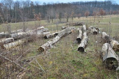 Drujbaşii Bihorului: Primarul din Săcuieni, Béres Csaba, a fost prins tăind copaci dintr-o arie naturală protejată (FOTO)