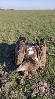 O pasăre rară, otrăvită pe un câmp din Bihor. Fondul de vânătoare unde a fost găsit hoitul are „antecedente” (FOTO)