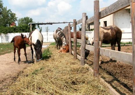 Cai de rasă în valoare de 30.000 euro au fost furaţi de la o fermă din Tinca: Hoţii şi caii au fost recuperaţi din...Olt