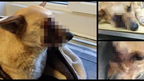 Cruzime fără margini: Au băgat o petardă în gura unui câine, care apoi a explodat