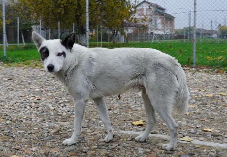 Primăria va microcipa și steriliza câinii cu stăpân din Oradea