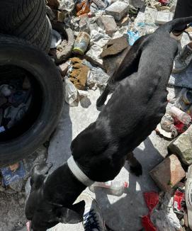 Era piele şi os! Un căţel înfometat de stăpân a fost salvat de Poliţia Animalelor Bihor, proprietarul s-a ales cu amendă de 15.000 lei (FOTO)