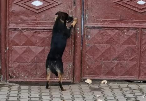 Un tânăr a fost amendat cu 15.000 lei după ce şi-a abandonat câinele în faţa porţii (VIDEO)