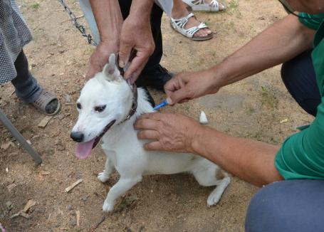 Începe campania gratuită a Primăriei de microcipare a câinilor din Oradea. Urmează sterilizarea!