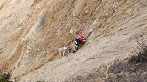 Pompierii au salvat un câine căzut în Groapa Ruginoasă. Unul dintre ei a escaladat timp de o oră cu patrupedul, pentru a-l scoate de pe versant (FOTO/VIDEO)