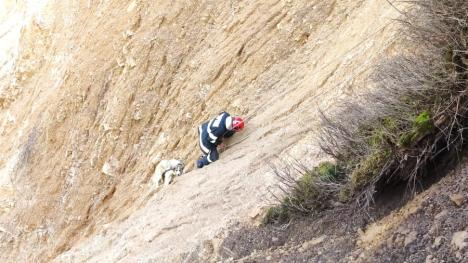 Pompierii au salvat un câine căzut în Groapa Ruginoasă. Unul dintre ei a escaladat timp de o oră cu patrupedul, pentru a-l scoate de pe versant (FOTO/VIDEO)