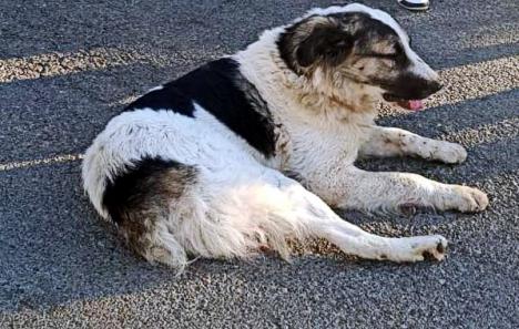 Intervenţie pentru Grivei: pompierii bihoreni au salvat un câine blocat într-un gard
