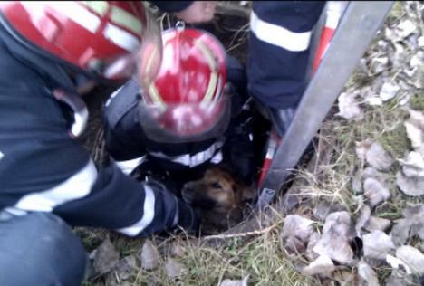 Eroi şi pentru necuvântătoare: Câine salvat de pompieri din canal