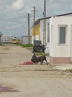 Scene de groază în Oradea: Doi câini au sfâşiat un alt căţel în plină stradă! (FOTO / VIDEO)