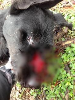Șocant! Un poliţist din Bihor are dosar penal, după ce a ucis un câine! (FOTO)