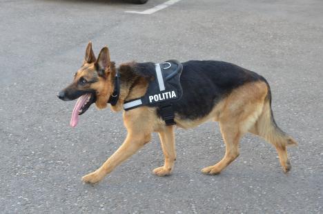 Poliţia Bihor şi-a prezentat vedeta: Gom, câinele salvator (FOTO)