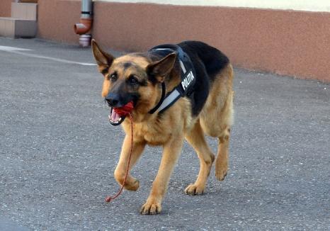 A murit Gom, câinele salvator al Poliţiei Bihor