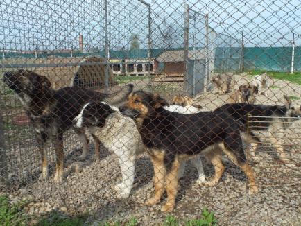 ADP Oradea va prinde şi câinii vagabonzi din Sânmartin