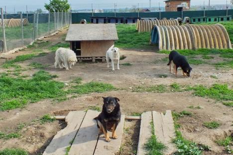 Iubitorii de câini, disperaţi: Au început eutanasierile în Adăpostul Grivei!