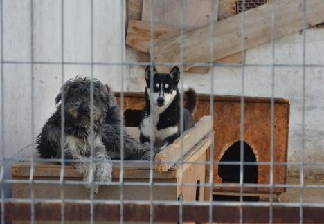 Câinii discordiei: Primăria Sânmartin şi-a ridicat în cap iubitorii de câini