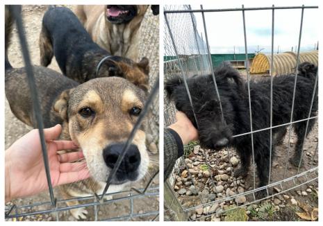 Misiunea Grivei: Se strâng semnături pentru condiții mai bune în adăpostul de câini din Oradea