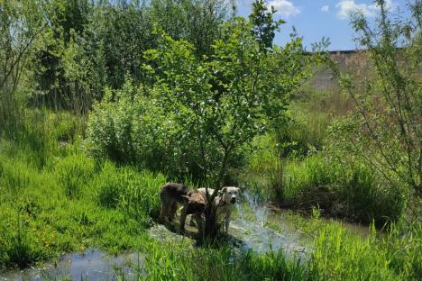 Revoltător! Câini lăsaţi să moară, într-un baraj din Bihor, după ce au fost legaţi de un copac (FOTO)
