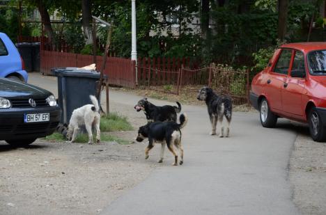 Stabilit oficial: Consiliul Județean Bihor și primăriile Beiuș, Salonta, Marghita și Aleșd s-au asociat cu ADP pentru a culege câinii fără stăpân din județ